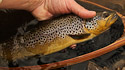 Upland trout